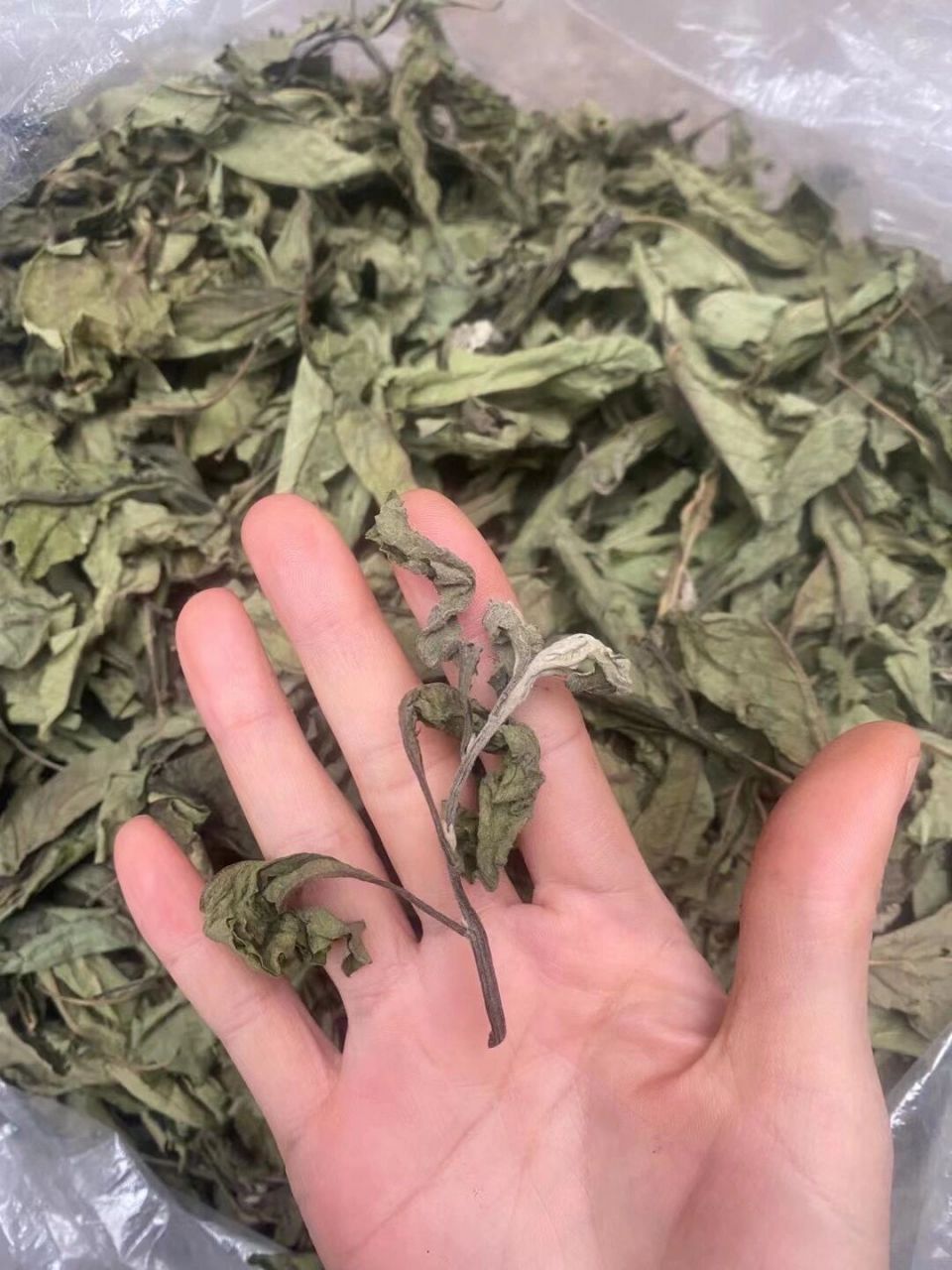 南非叶  扁桃斑鸠菊是菊科铁鸠菊属旱生型灌木或小乔木,别名:南非叶