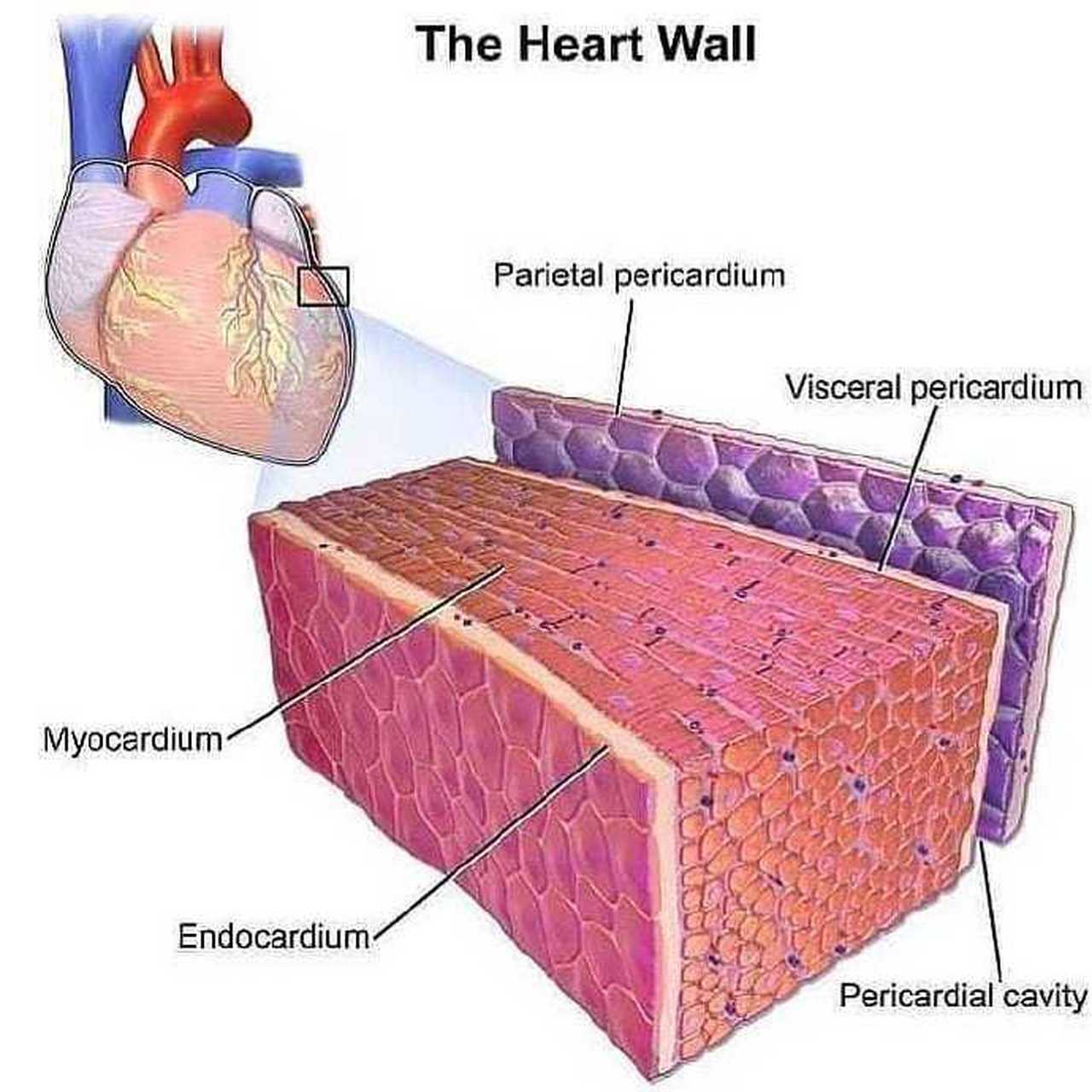 pericardial cavity图片