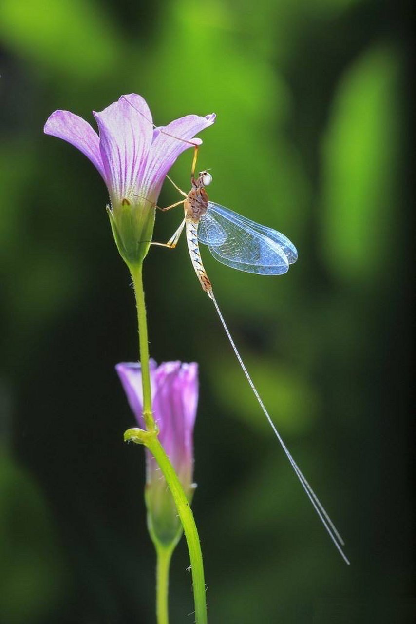 蜉蝣答我: 生于黎明仰望太阳, 生于暗夜共伴星月, 无憾.