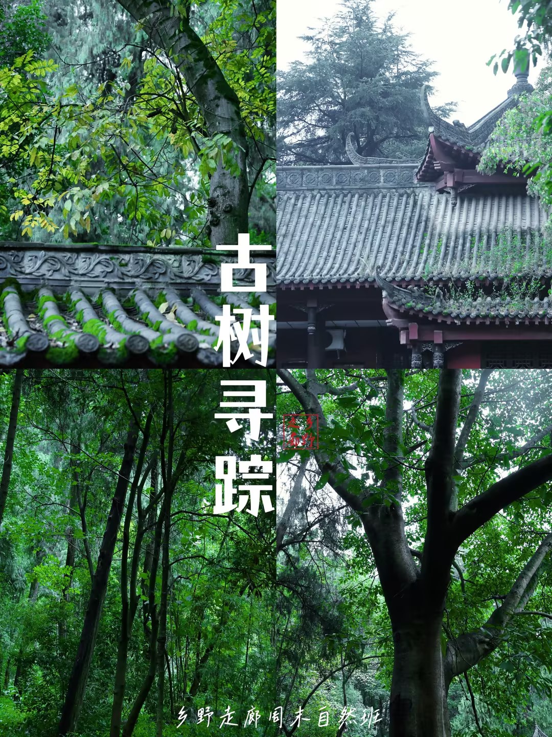 探秘石经寺,寻古树之踪