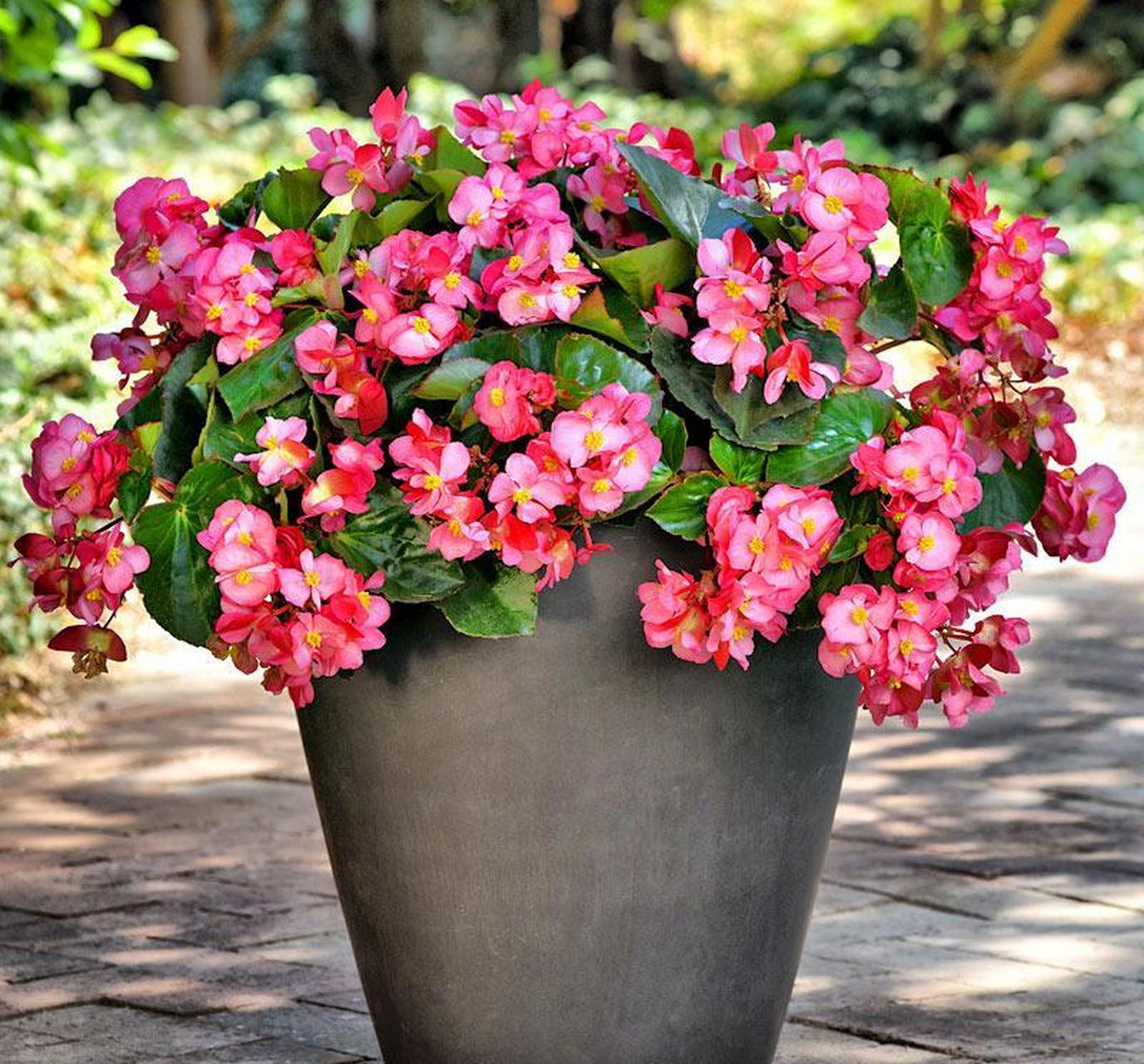 的气温比较低,很难促进新根的萌发,不利于四季海棠服盆.