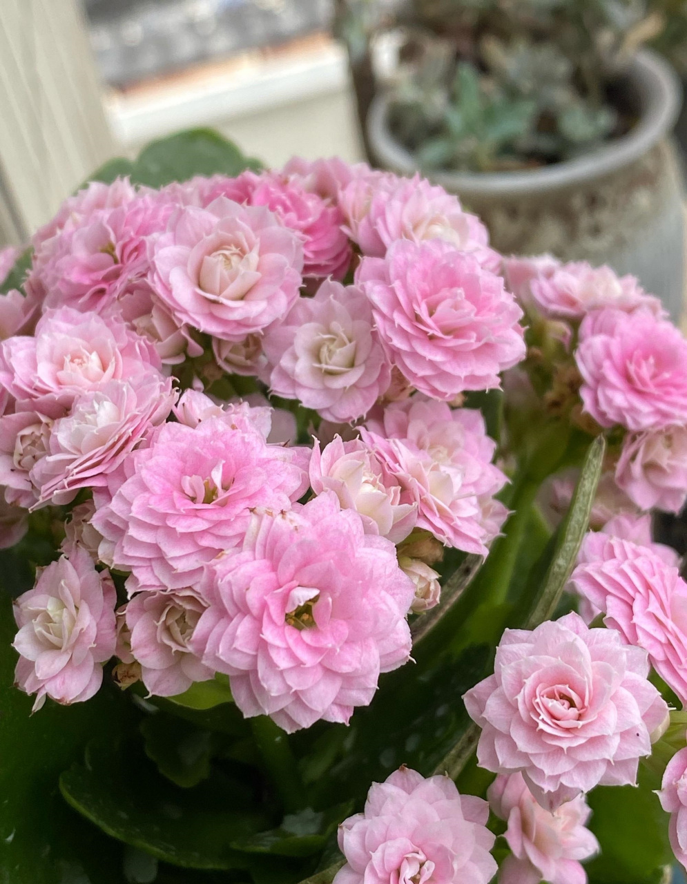 11月下旬,开始进入长寿花的盛花期,给大家推荐一个很值得养的品种