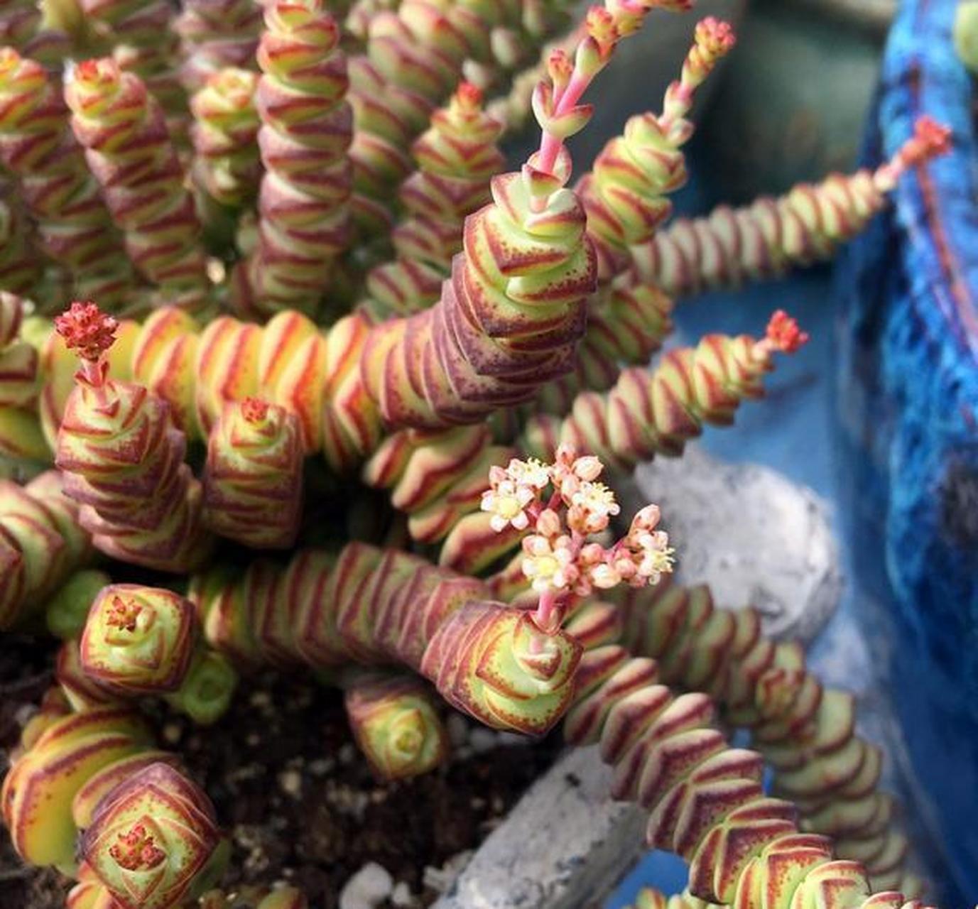 [666]钱串在多肉植物中也是比较特立独行的,因为叶片状态很像铜钱的样