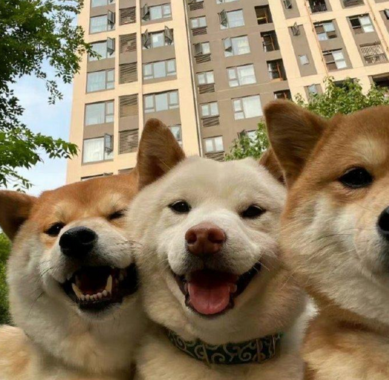 三只狗合照图片