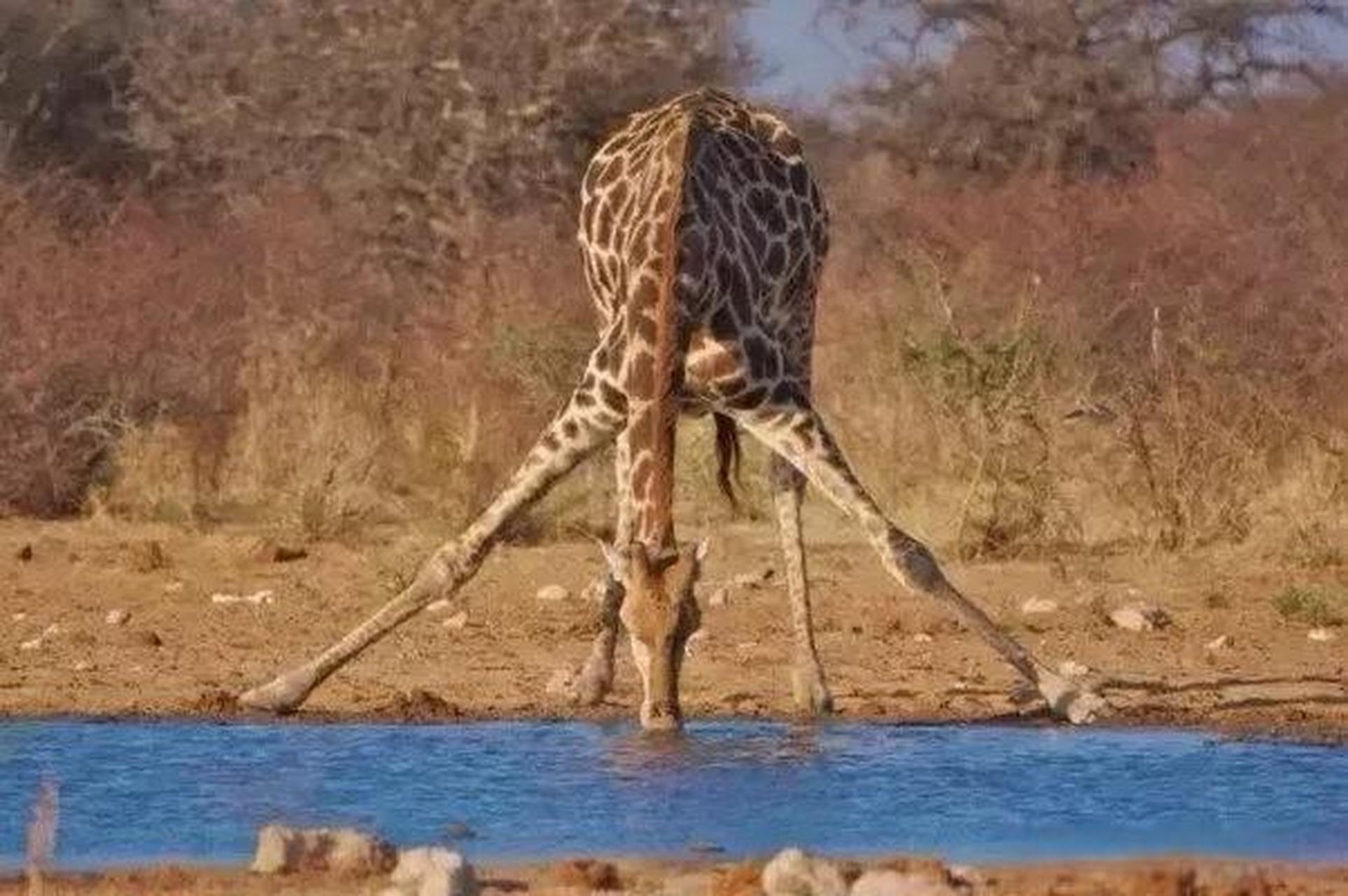 长颈鹿喝水挺累的