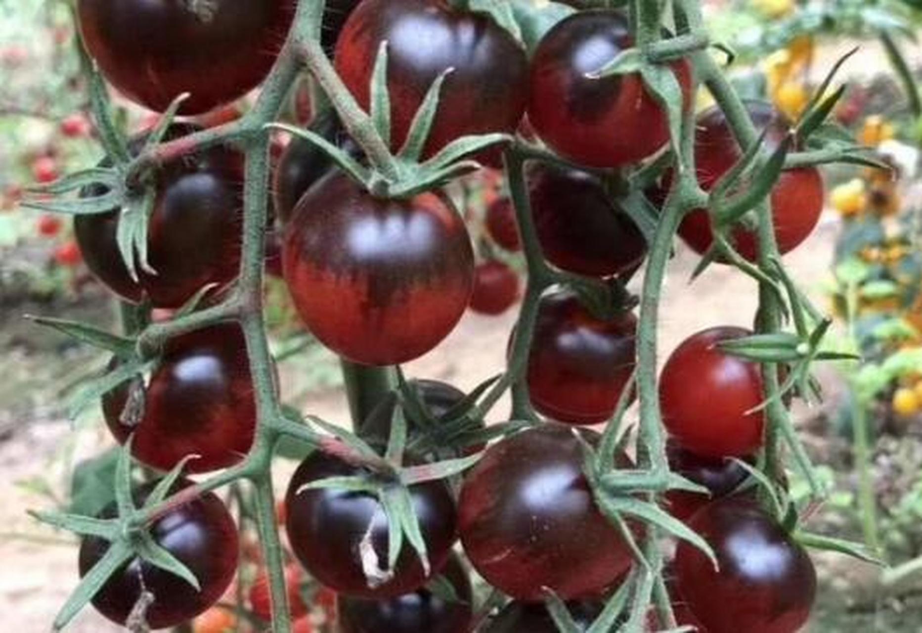 这个春天种几棵纯甜不酸的黑番茄吧,我们也叫它黑骑士.