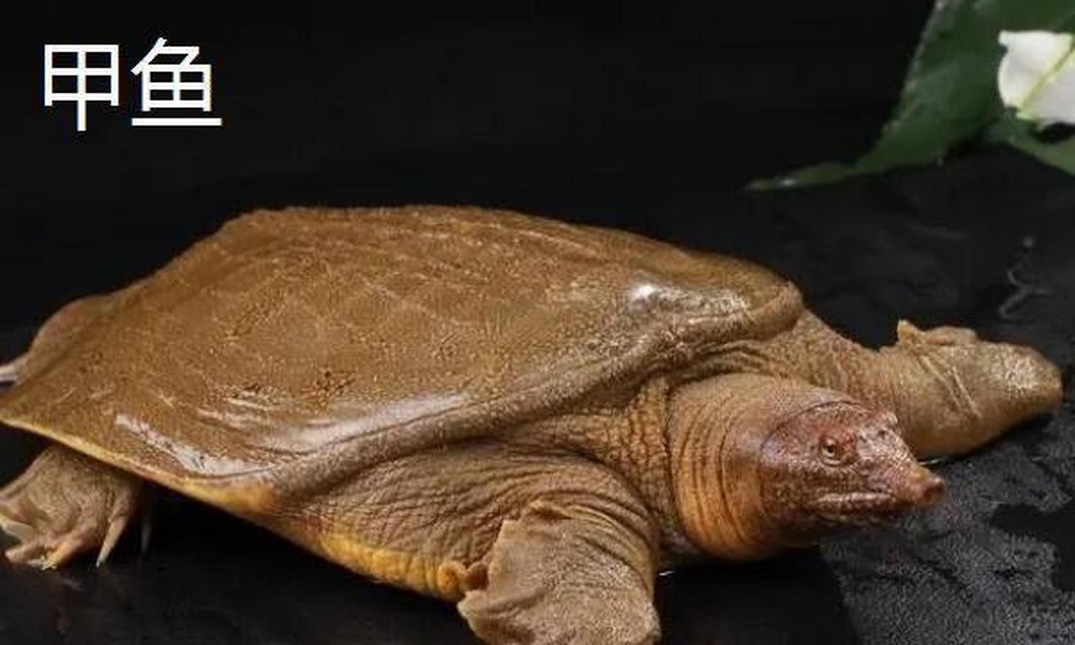甲鱼,王八,乌龟,鳖有什么区别?
