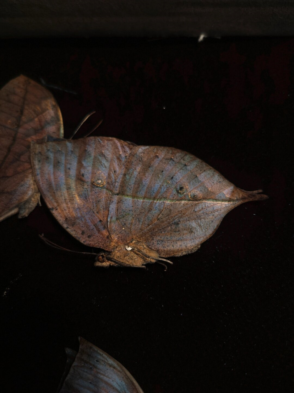 一组枯叶蝶  一组精美的枯叶蝶标本,它们身披着各种形态的枯叶图案