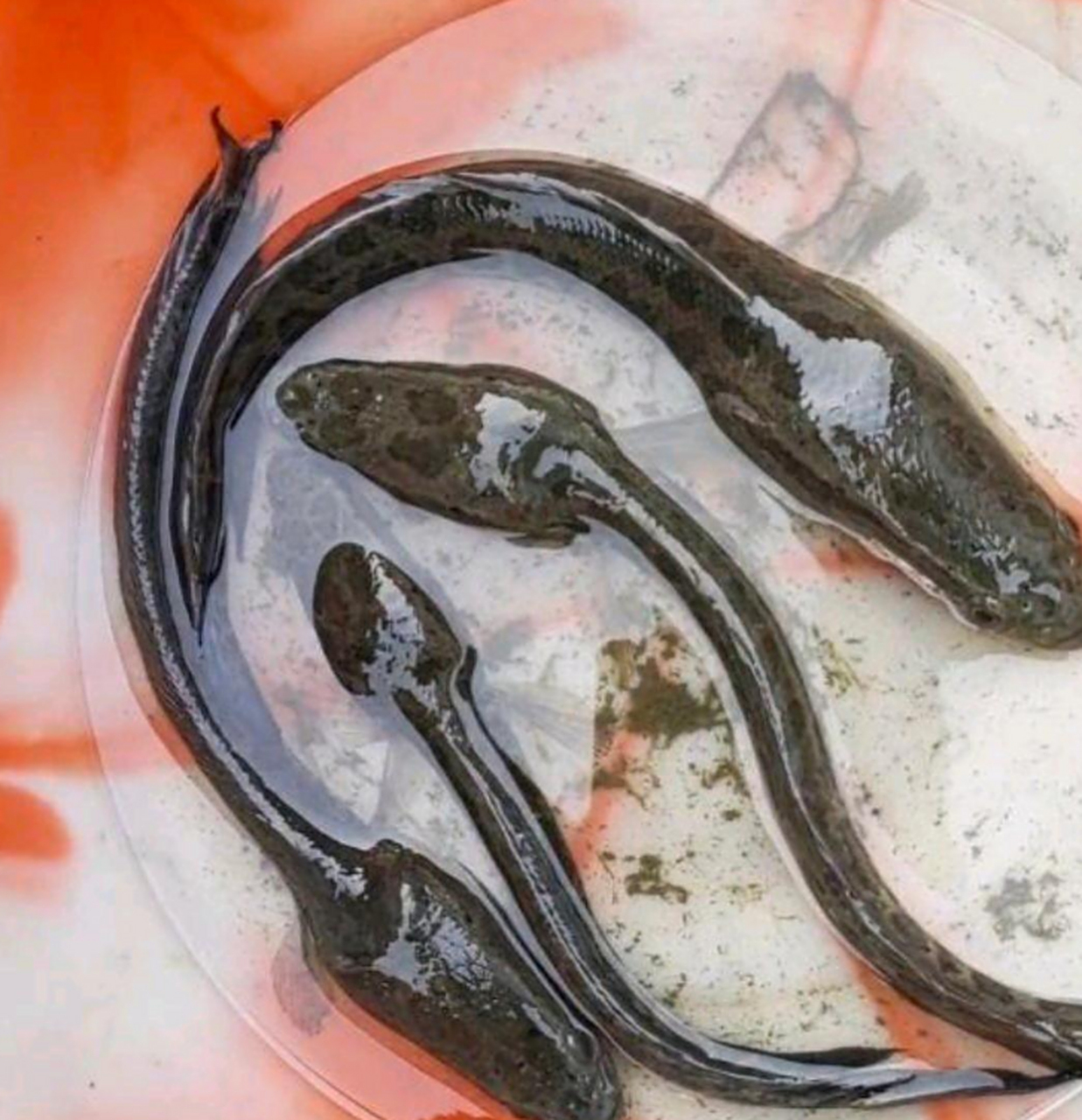 南方的蝌蚪都长成这样吗