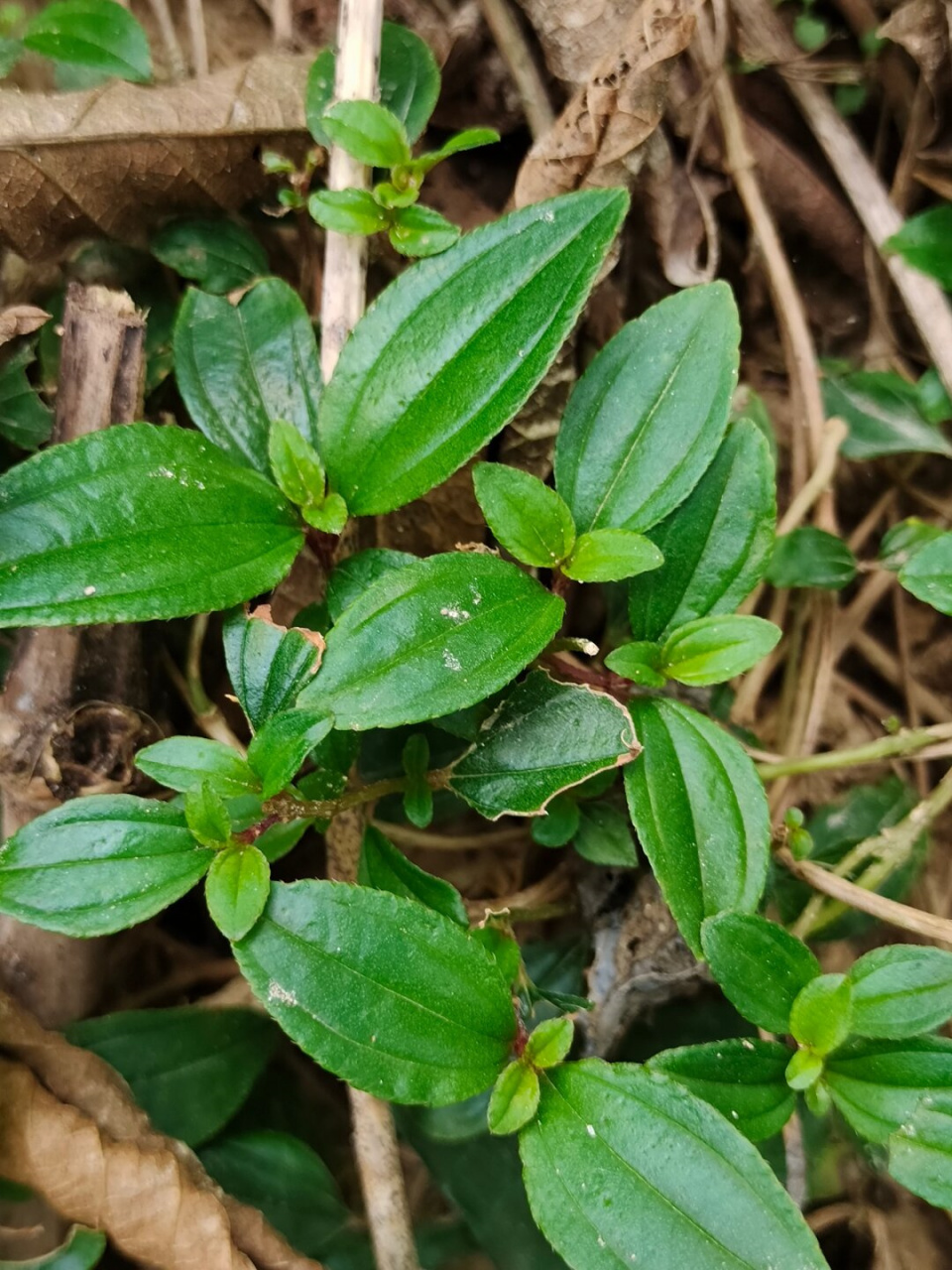 地菍的功效图片