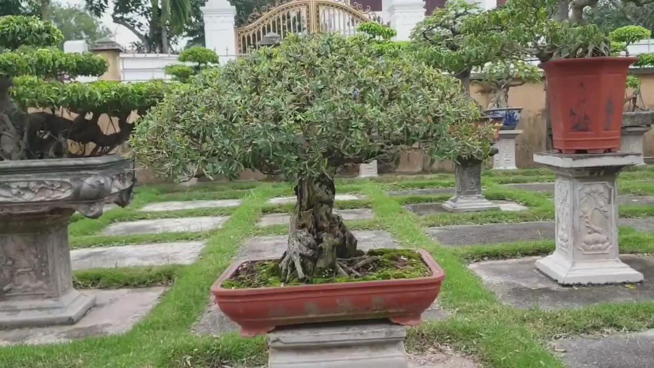 家之居盆景 盆景的个人风格在很大程度上是来自于盆景制作者本人的