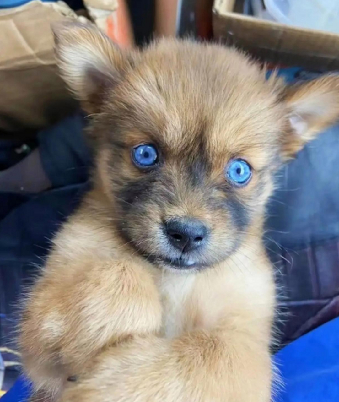 这只狗狗是什么品种呀 眼睛颜色好特别[开心]