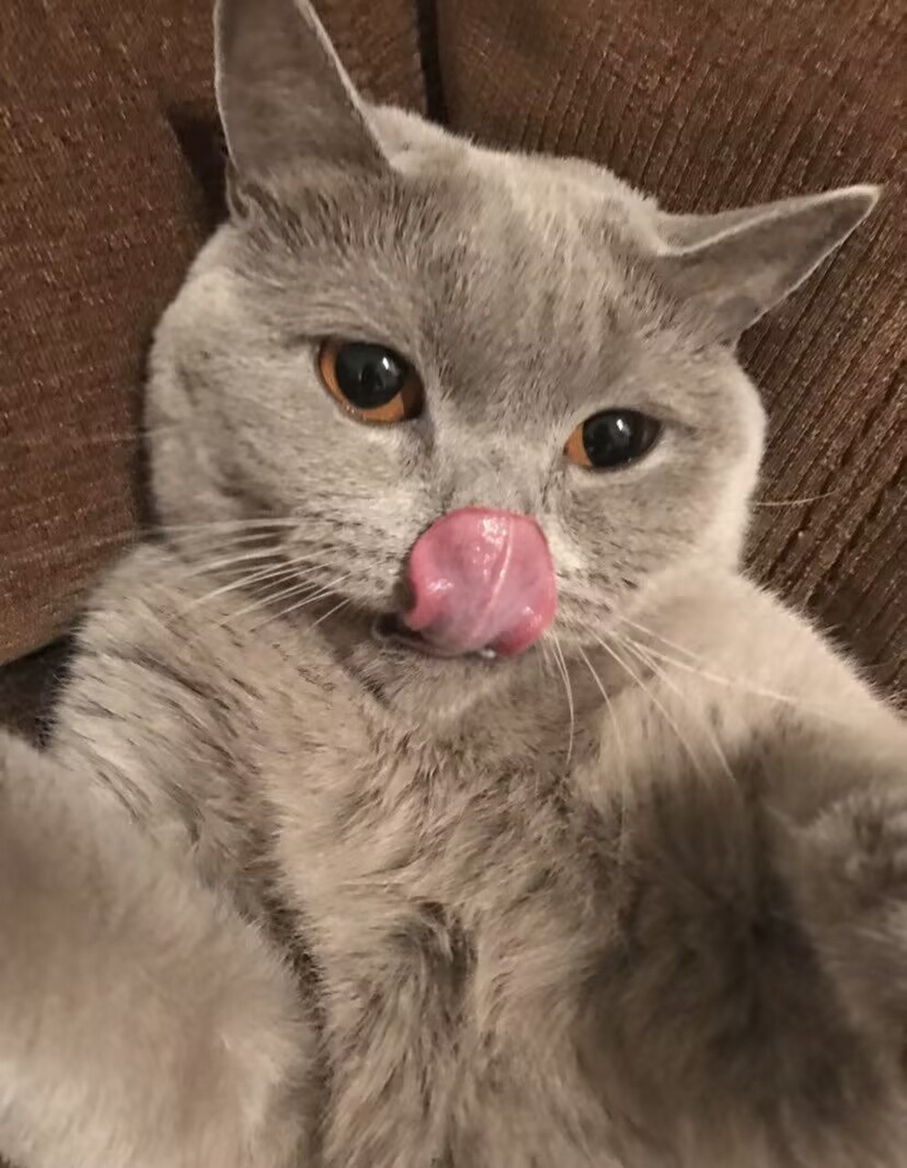 家里小猫的自拍,让它笑一下,没让它伸舌头呀!