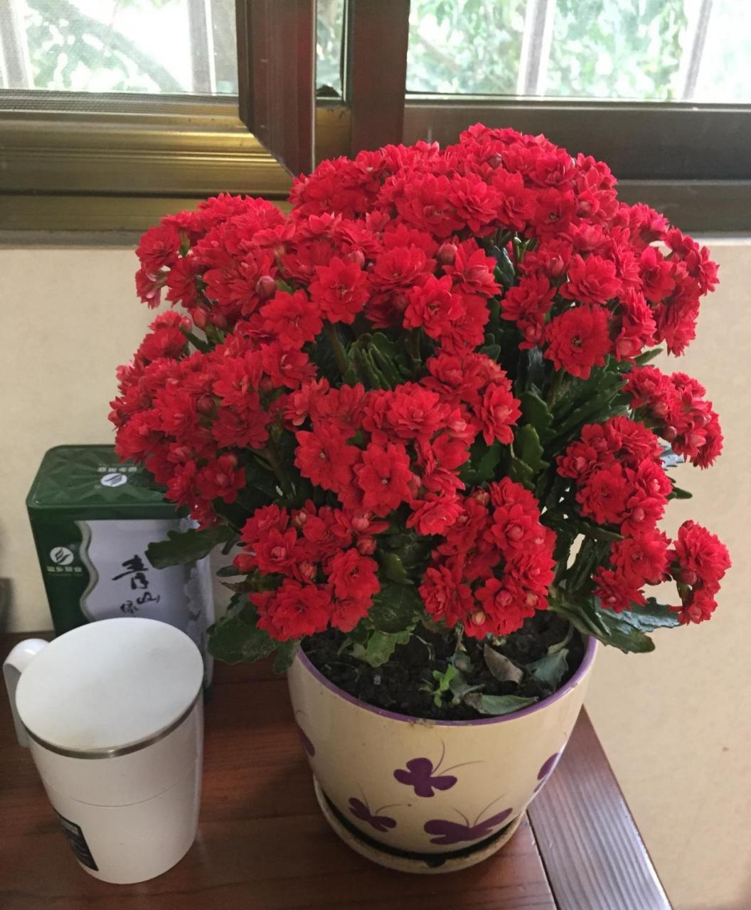 非洲红宝石,长寿花里非常出色的品种,株型低矮紧凑,高度和冠幅都是20