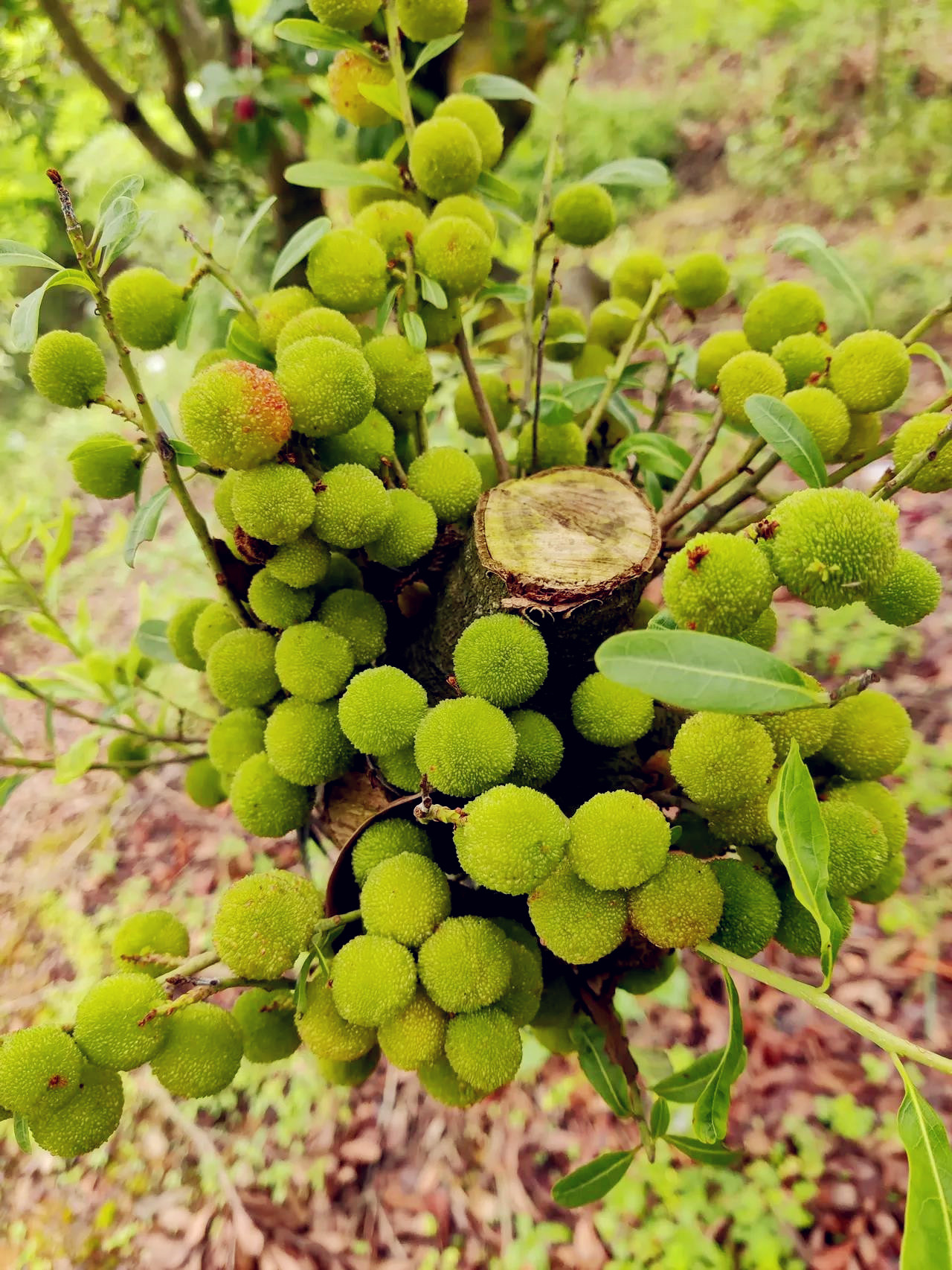 即使缺枝少叶,也要结出果子,这杨梅有自己的想法!
