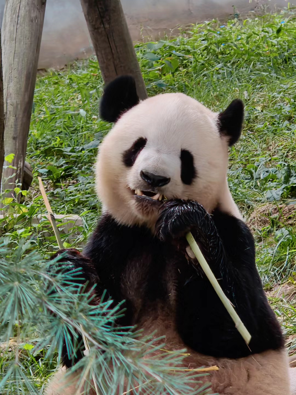 秦岭大熊猫图片图片