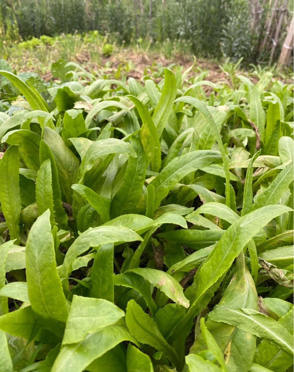 如何劝住我妈少开垦些菜田?