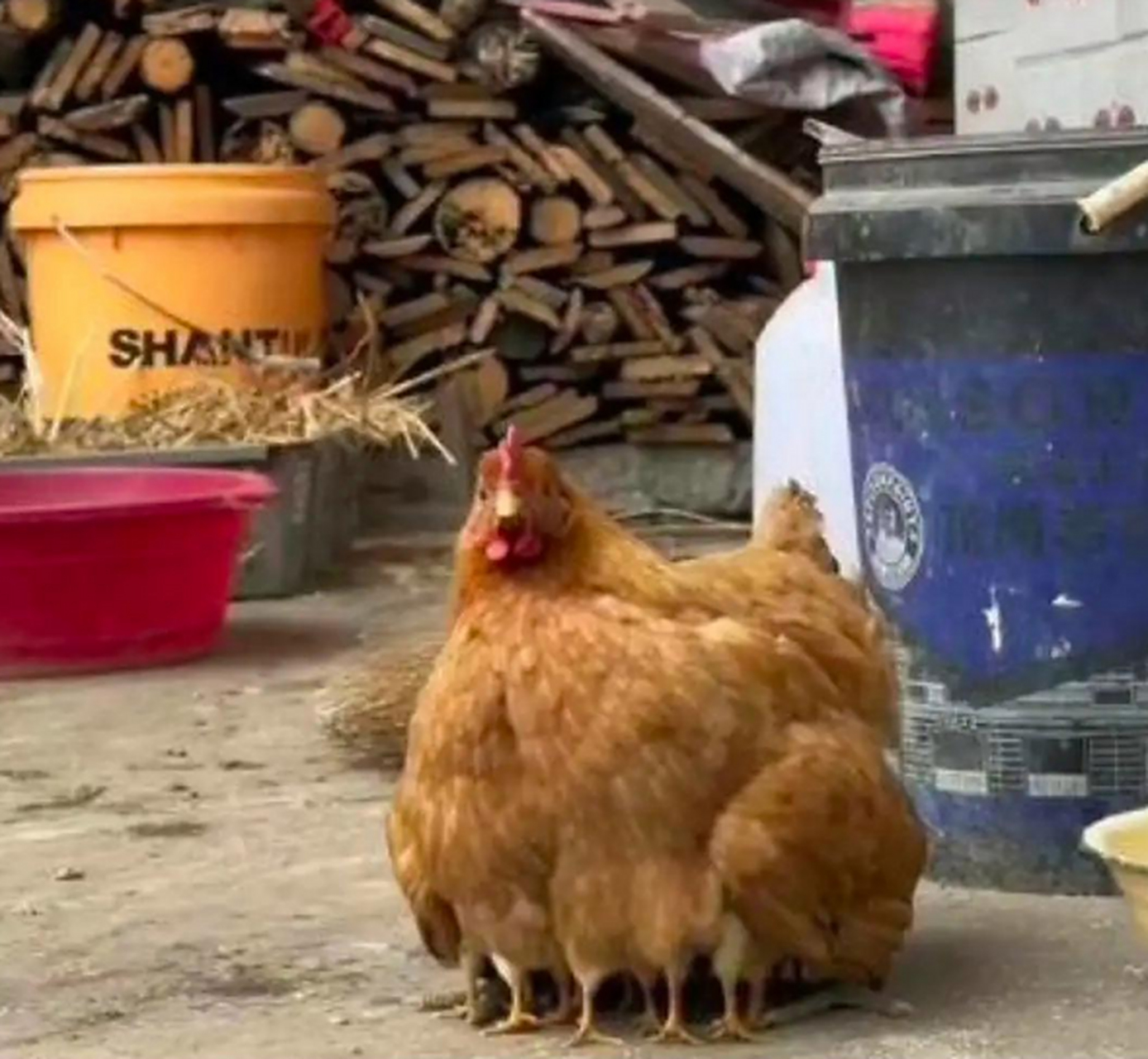 一只鸡竟然有这么多只脚