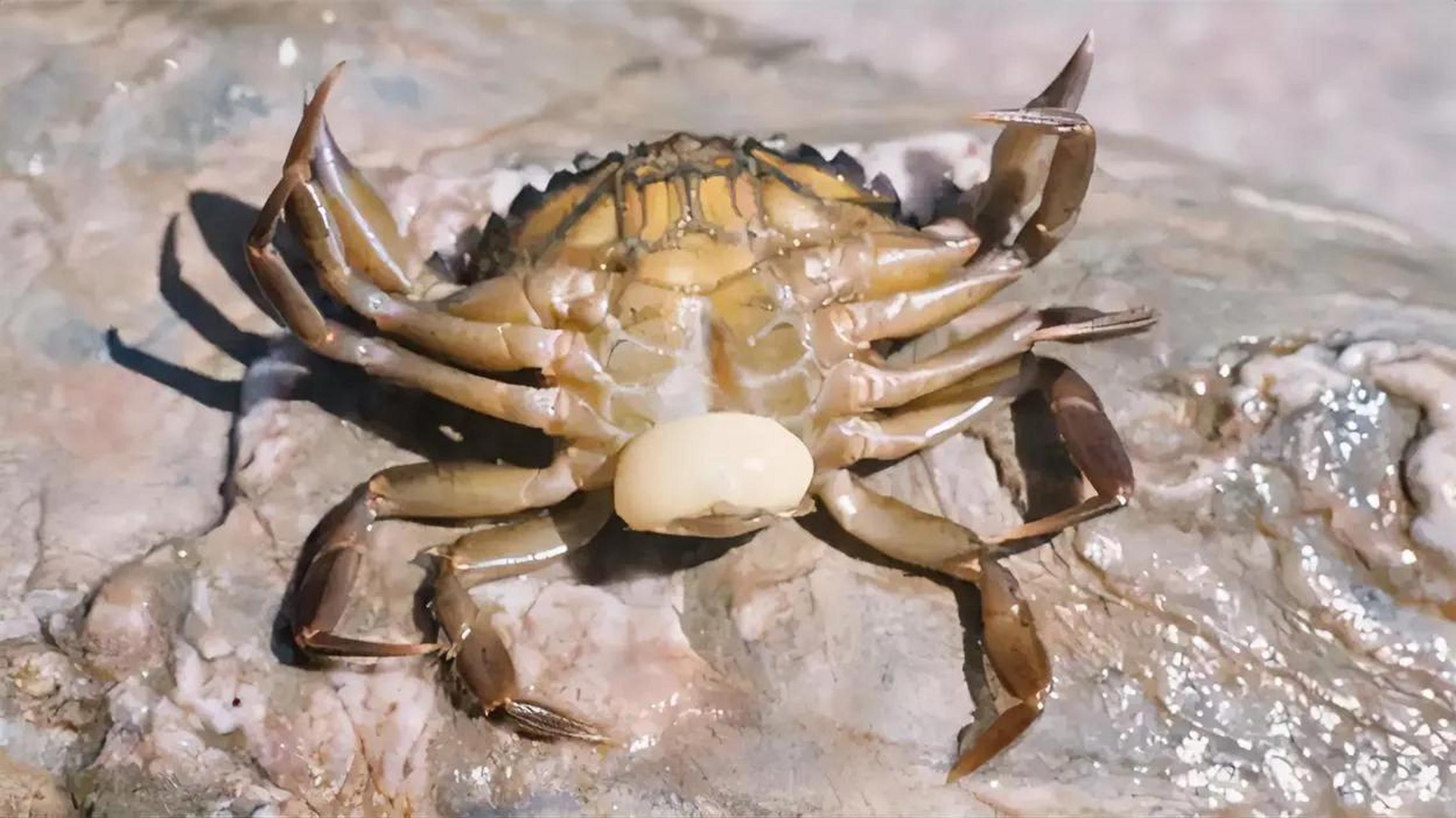有种叫蟹奴的藤壶能控制螃蟹的身体和精神藤壶是一类看上去不起眼的