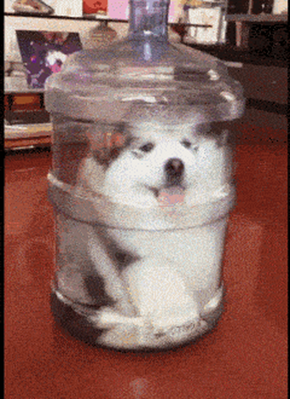 搞笑gif动图:第一张太萌了,狗子泡酒,越喝越有