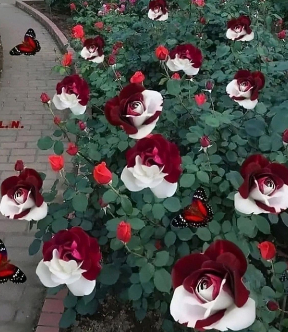 玫瑰花还是红色最经典,这种双色的虽然稀罕,不过也就眼前一亮而已!