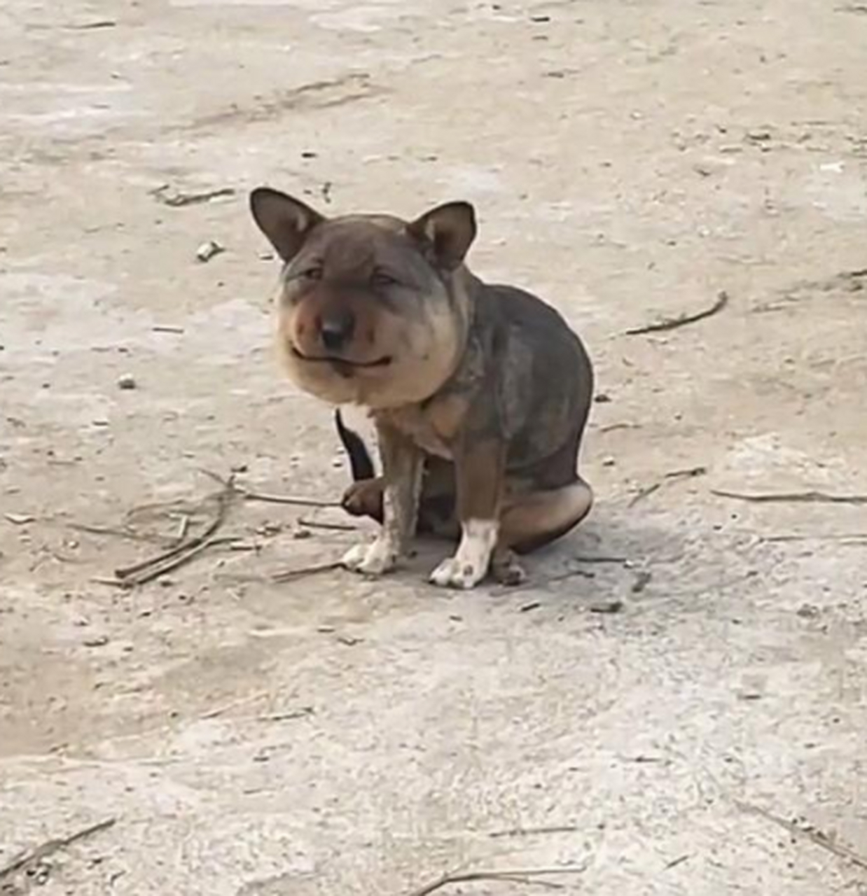 这狗子的脑袋被门夹到了?好可怜