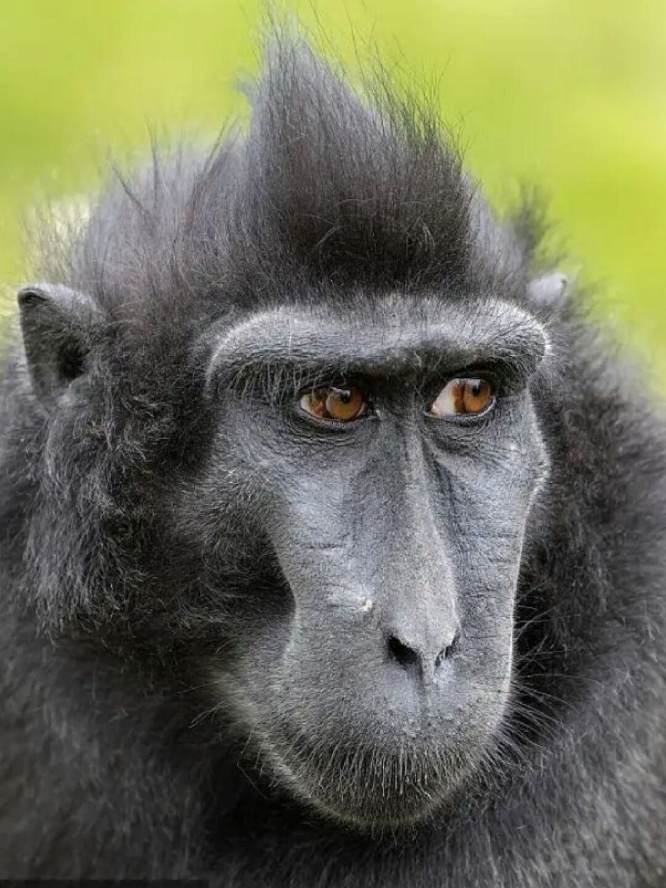 每天陪孩子一起瞧动物98(day156)  96名称:黑冠猕猴(macaca nigra