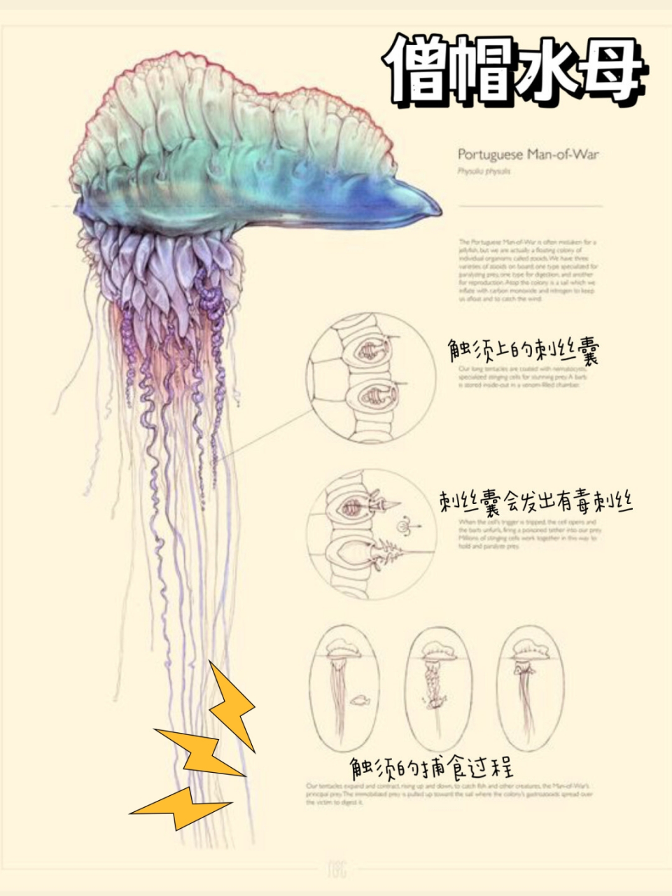 奇幻海洋生物  僧帽水母是一种具有独特形态和攻击能力的海洋生物.