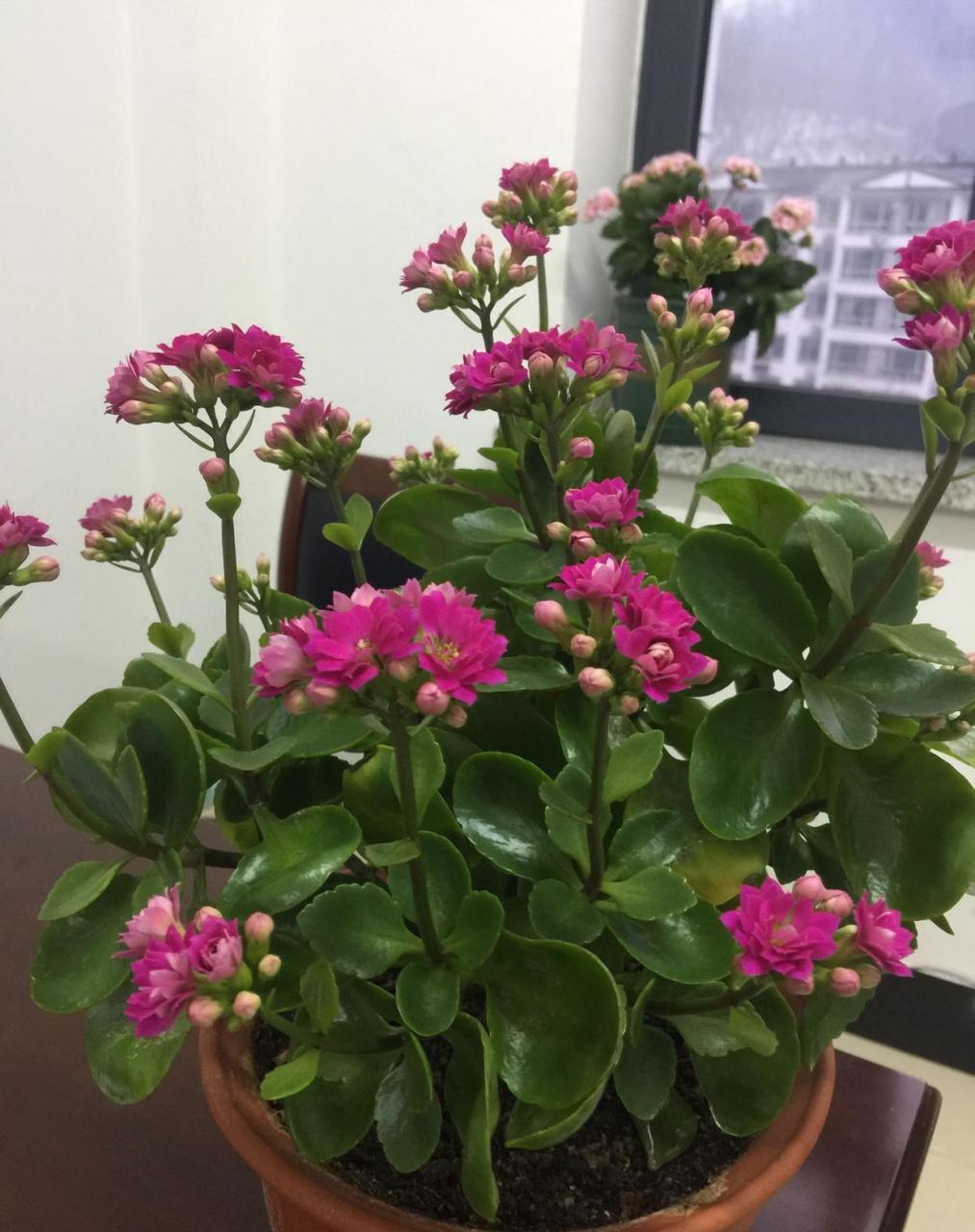 快过年了,家里可以养一盆这种花