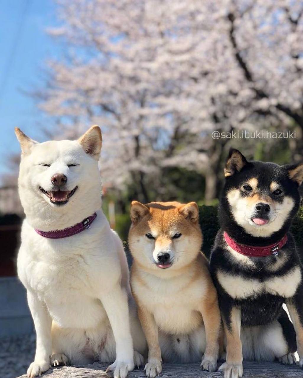 一对夫妇养了三只柴犬,黑柴叫ibuki,黄柴叫hazuki,白柴叫saki