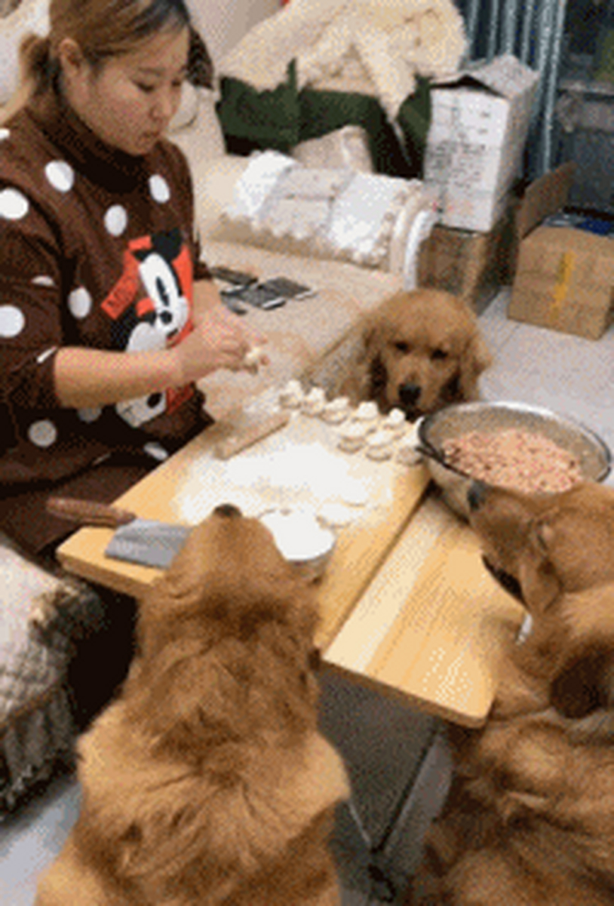 狗子:主人你快点吧,我们都饿了#gif创作人