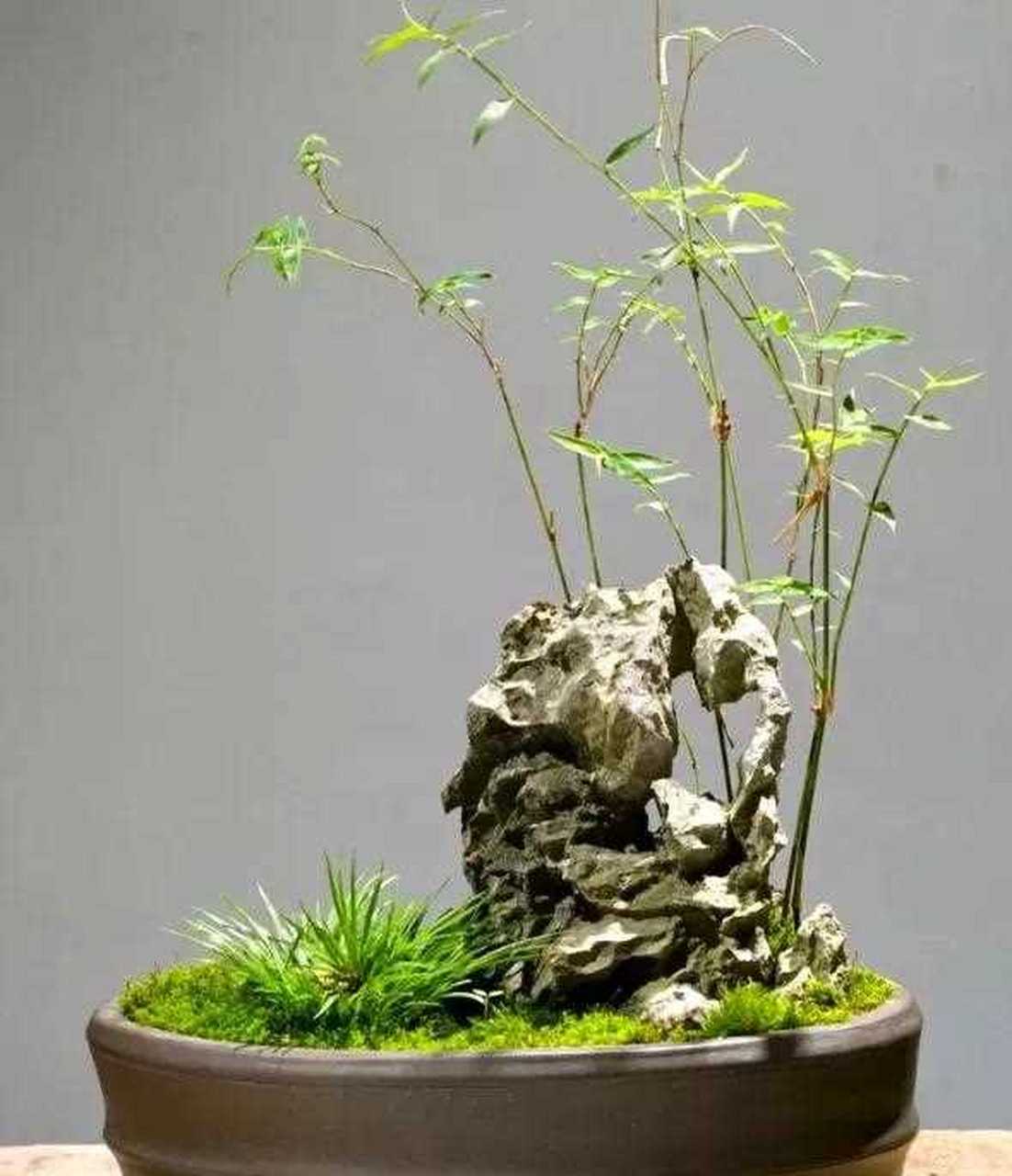 家有翠竹 蒸蒸日上节节高 竹石盆景佳作欣赏[囧]