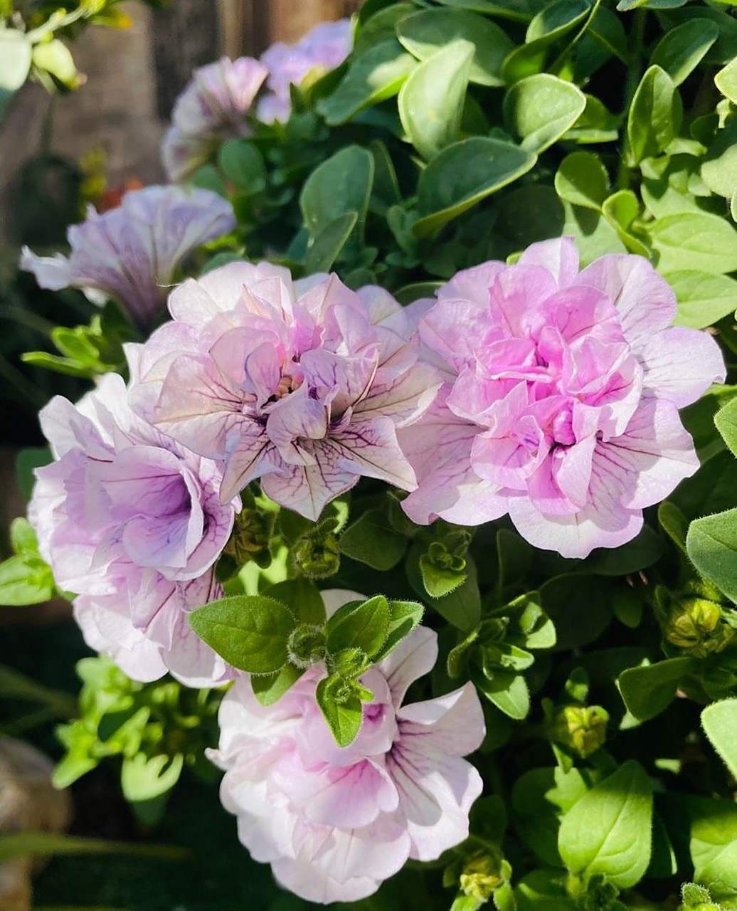 超级矮牵牛"重瓣冰淡紫",优秀的垂吊盆栽草花,植株低矮长不高,枝条