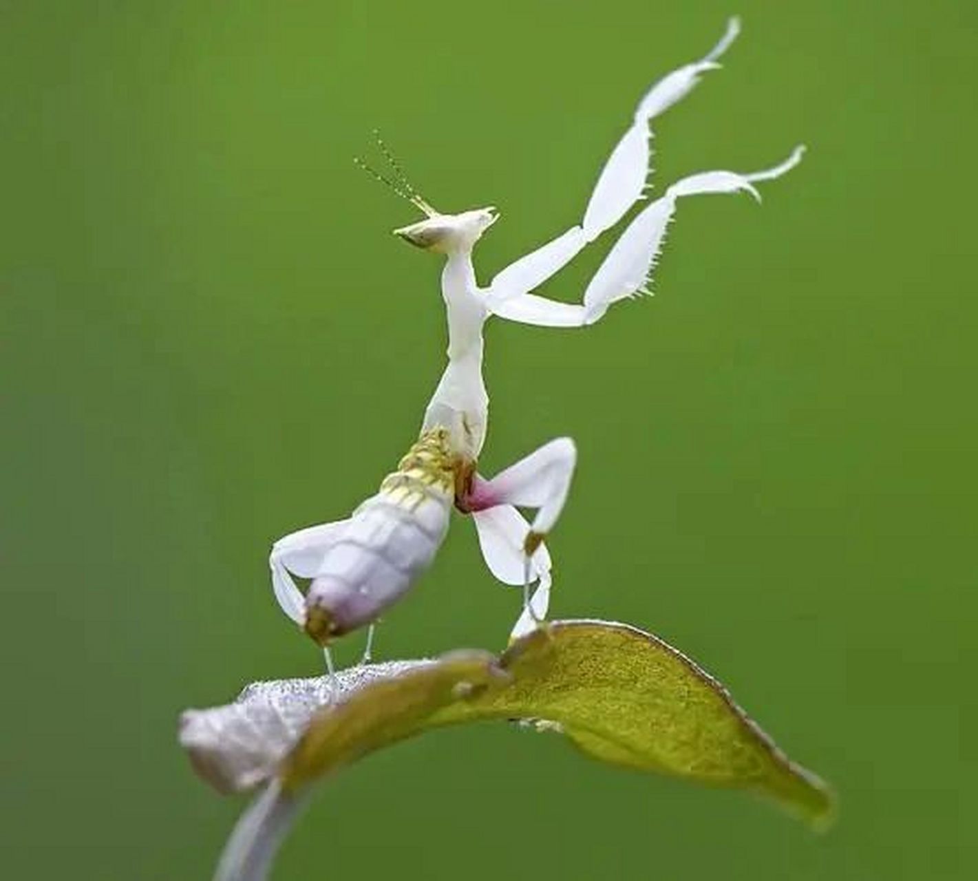 螳螂如此美麗 蘭花螳螂 淡雅美麗的生物 四條行走的腿好似花瓣 成年