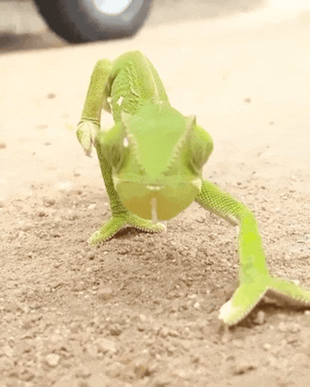 [大哈] 变色龙不仅拥有变色这一家喻户晓的技能,还拥有所有爬行动物中