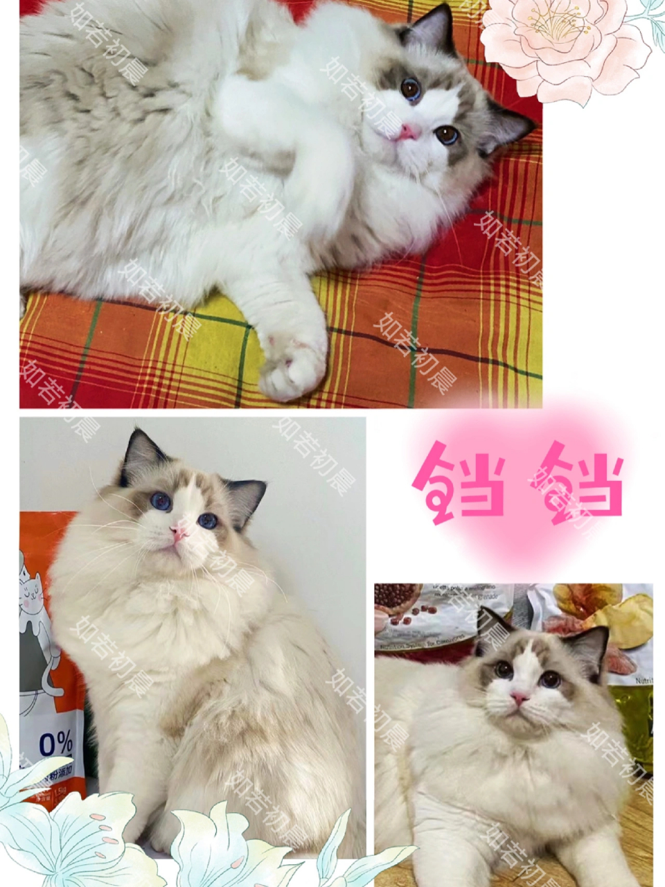 家里的布偶猫,铛铛,是自己家母猫生的崽儿,嘿嘿从小养到大,真的太爱