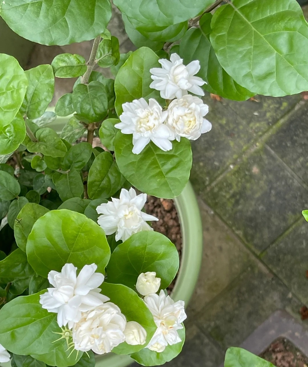 喜欢茉莉花的朋友,建议你养这个品种——菊花茉莉,也叫巴西茉莉,茉莉