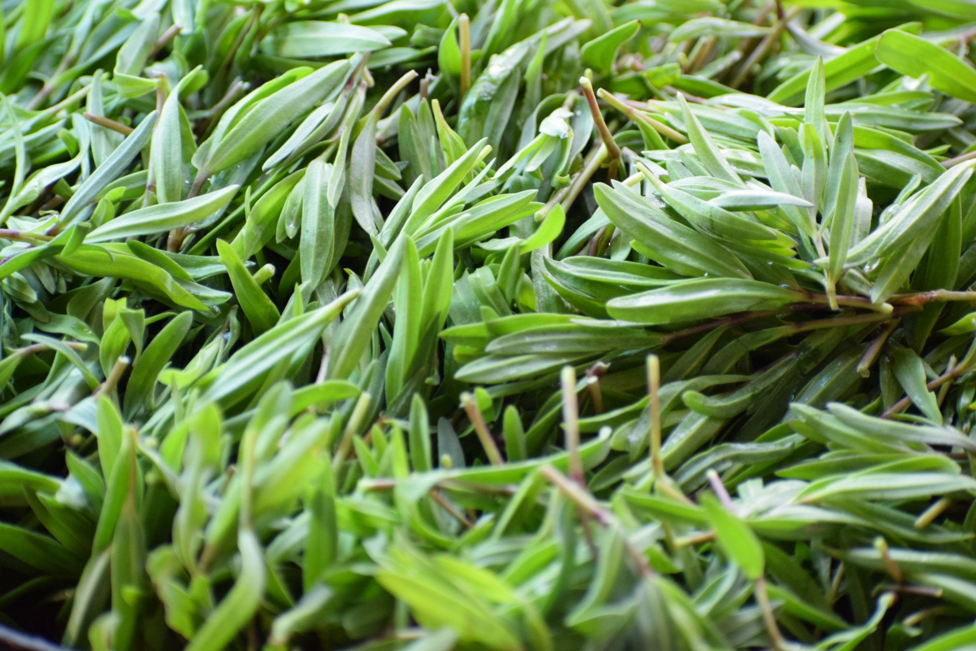 你最爱的夜市美食# 山麻楂是一种人们喜爱的野菜