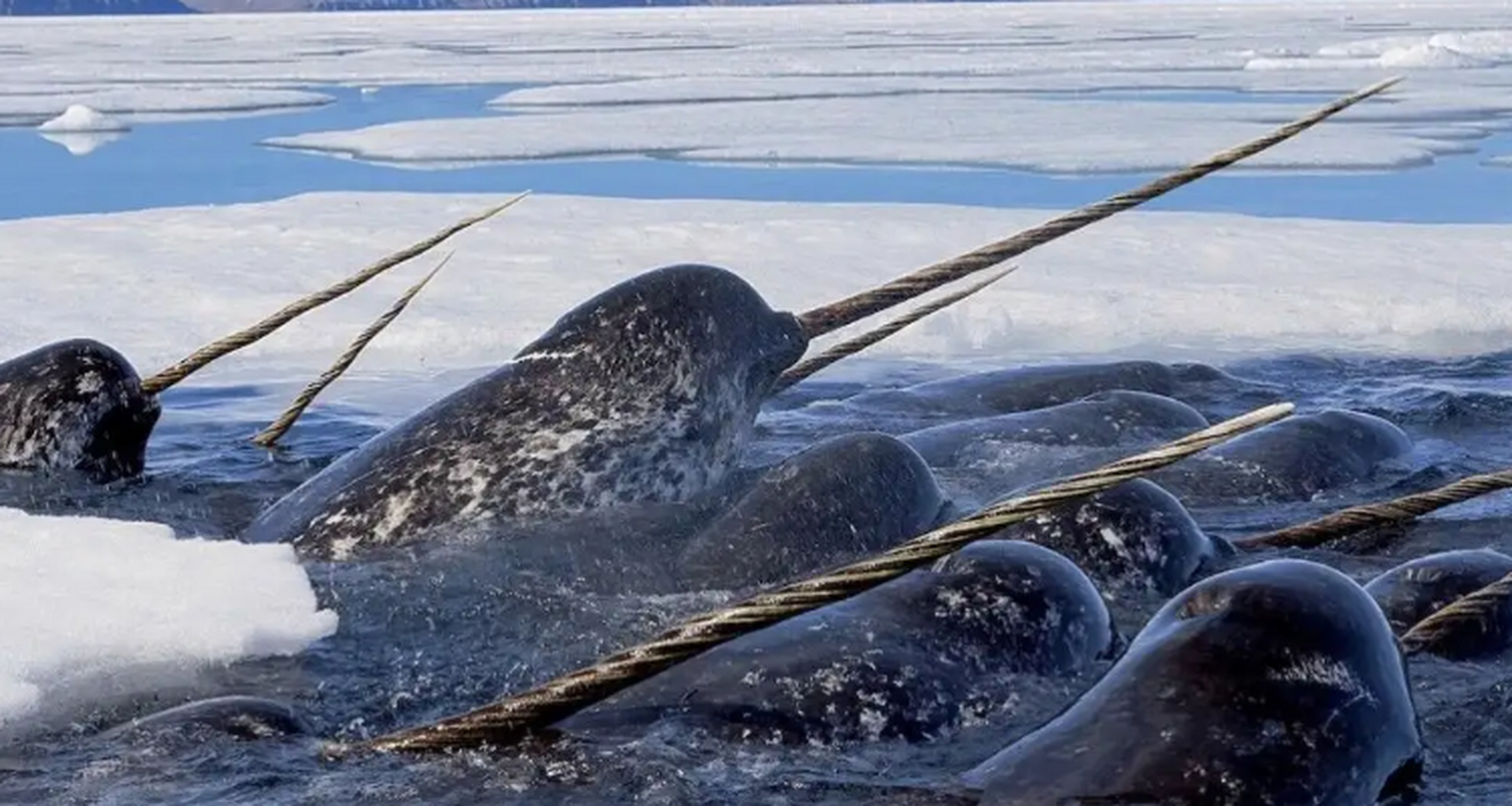 世界上最奇怪的动物 独角鲸.据说这是来自于单齿类家族——特别是作为