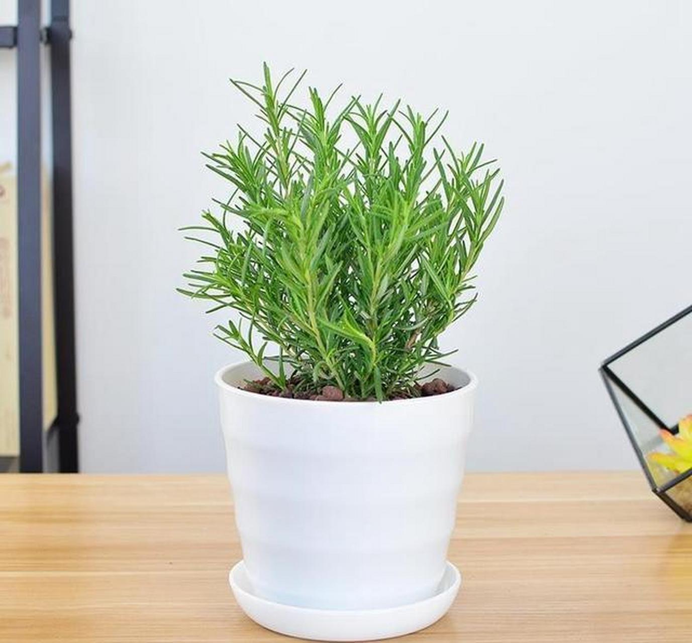 [微风]在西方国家,迷迭香经常被用作食物的配料,比如