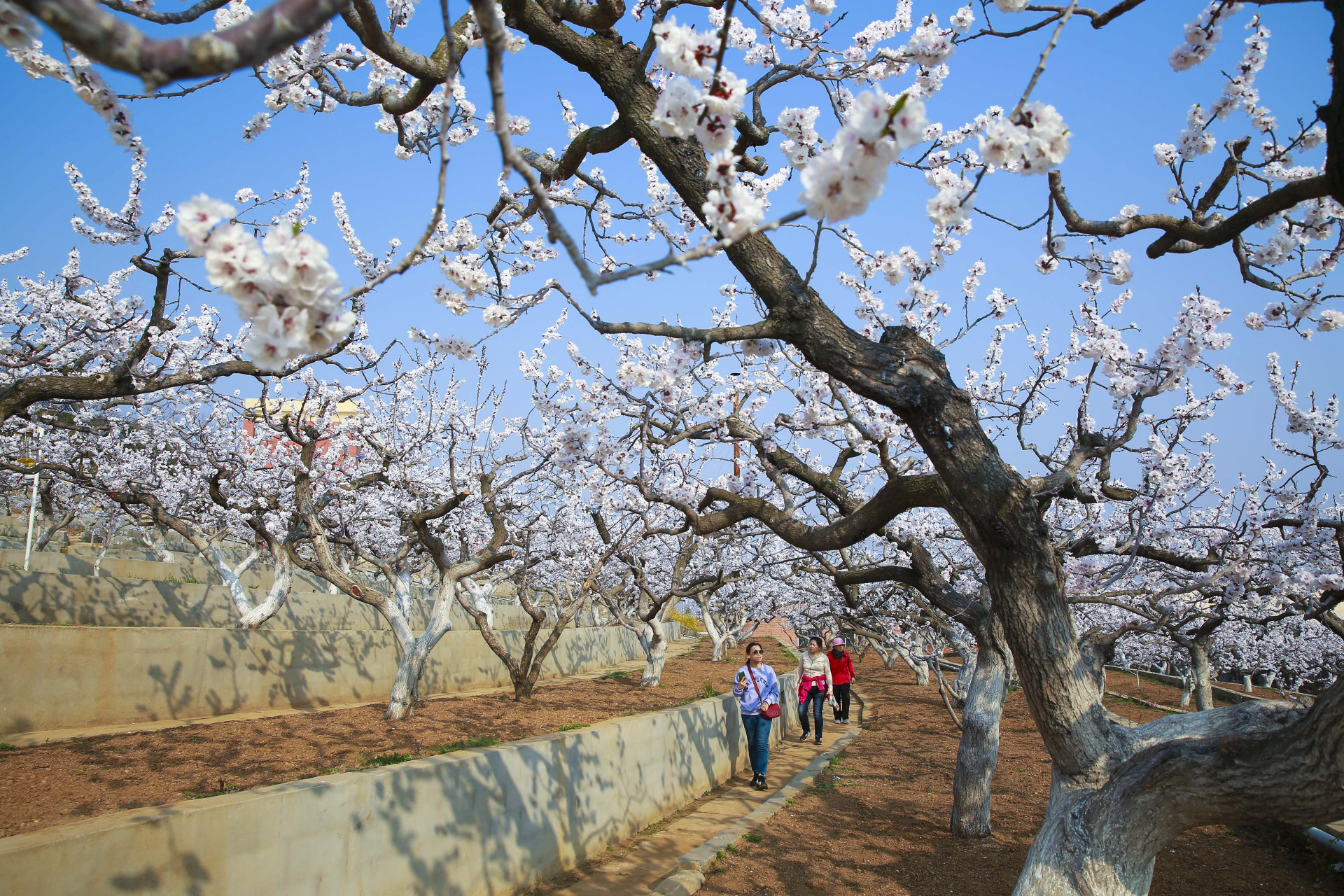 美好辽宁欢迎您##网红打卡地辽宁杠杠滴#大孤山杏花(张伟 摄)