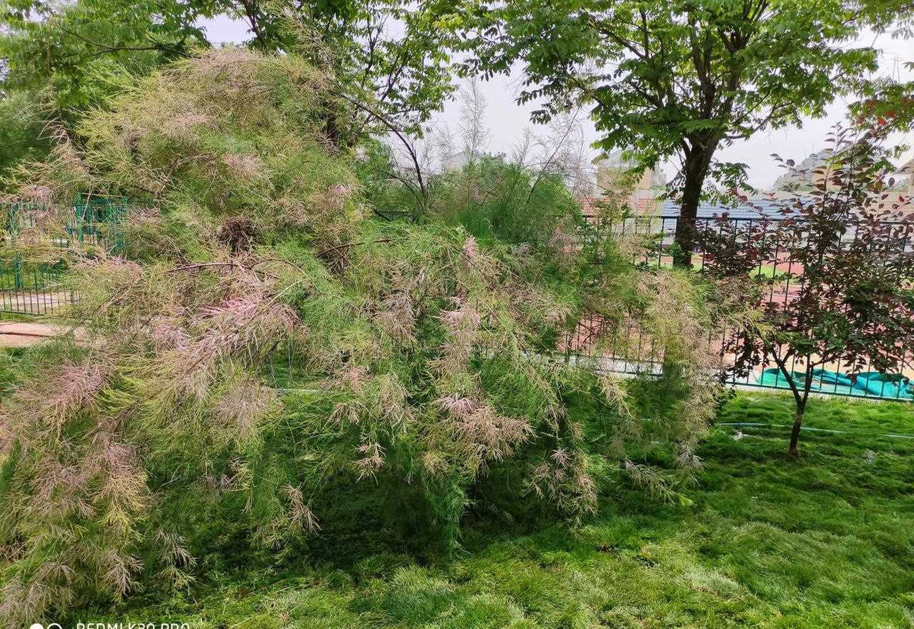 "柽"字读什什么音?名为"柽柳"的植物你见过吗?它有什么特征?