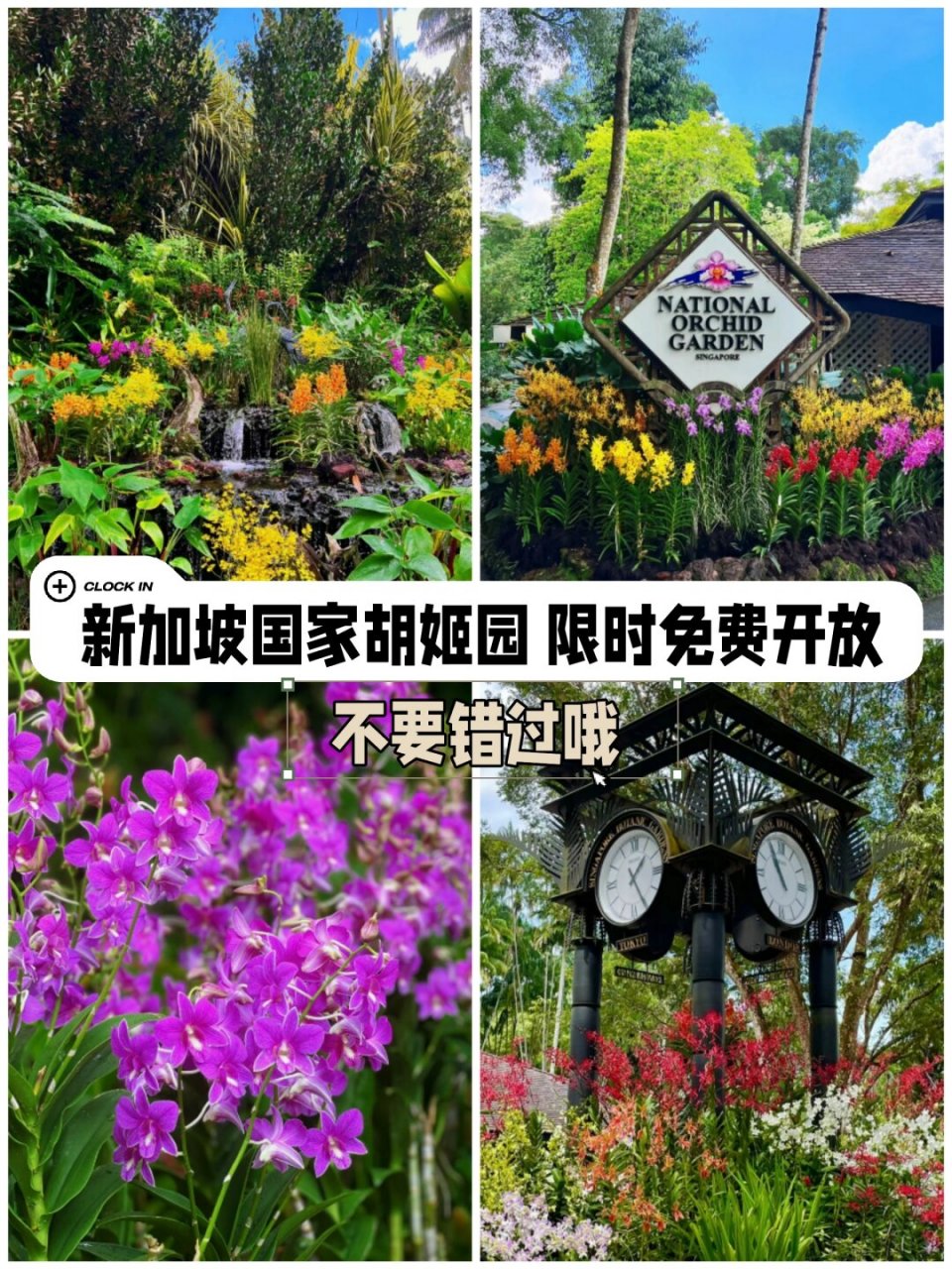 新加坡胡姬花园限时免费开放  新加坡国家胡姬花园限时免费开放,现在