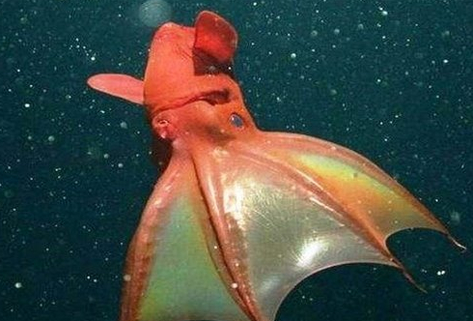 每日生物之吸血章鱼 #不常见的新鲜事物#