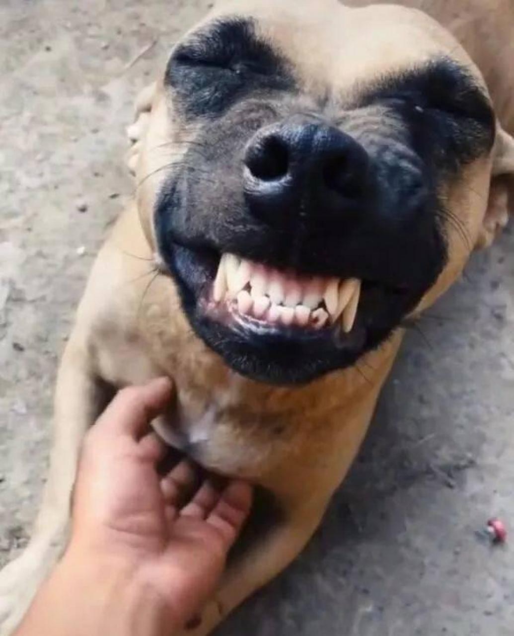 被主人挠痒痒,狗子开心得笑出龅牙,丑萌的样子太可爱了[大笑]