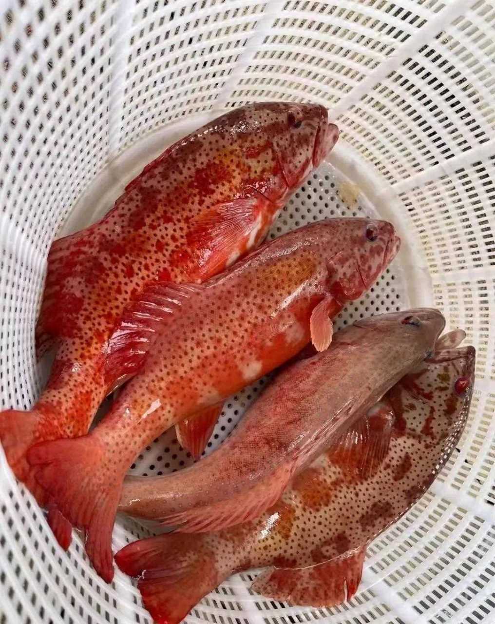 海钓东星斑绝对的硬货,全身通红,肉质雪白,好看更好吃