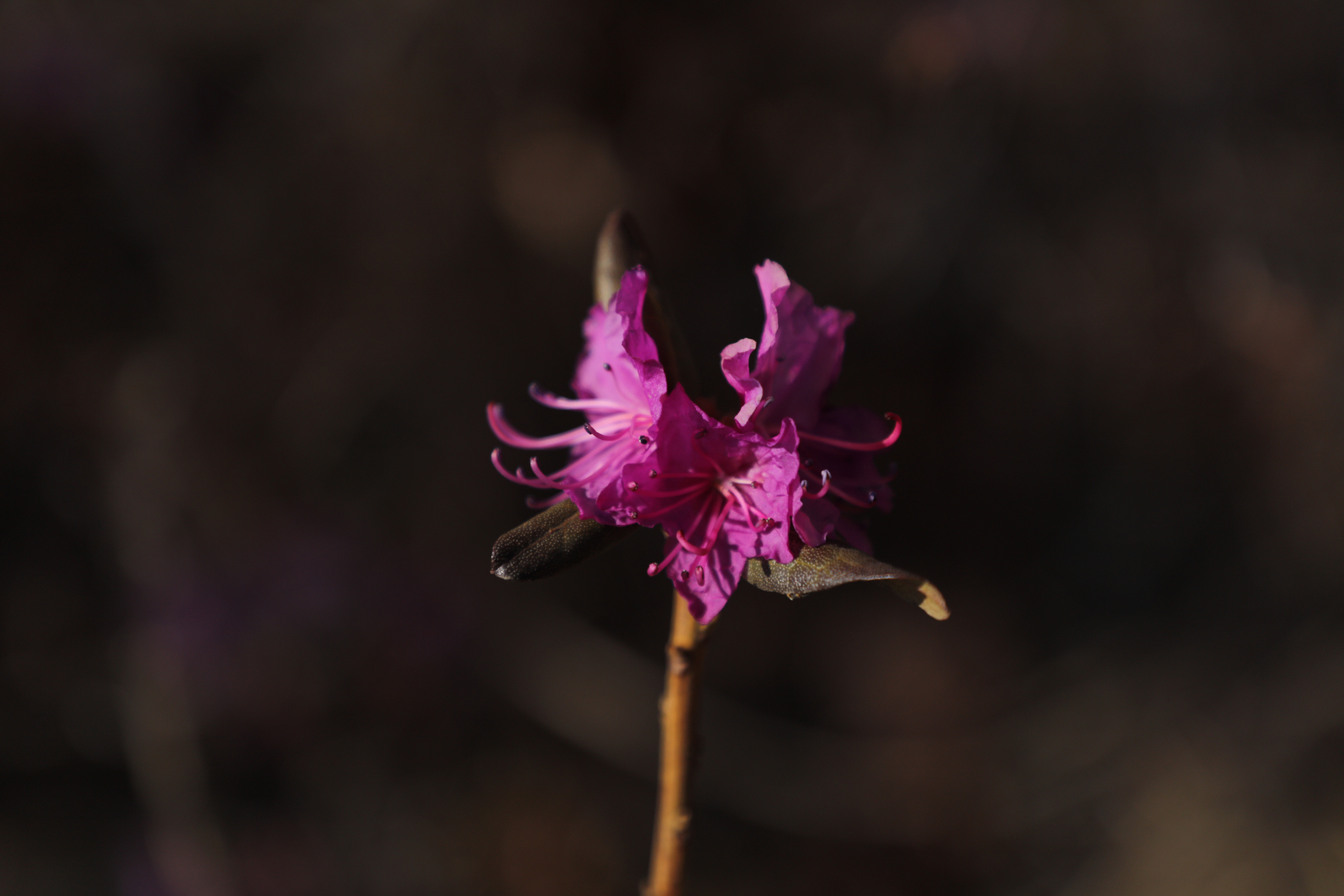 每週創作進行時# 延邊的州花,金達萊花.