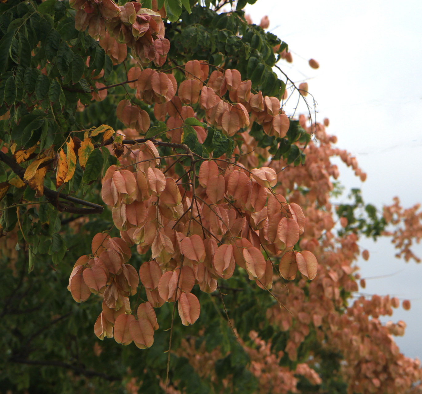 栾树,挂满灯笼的灯笼树