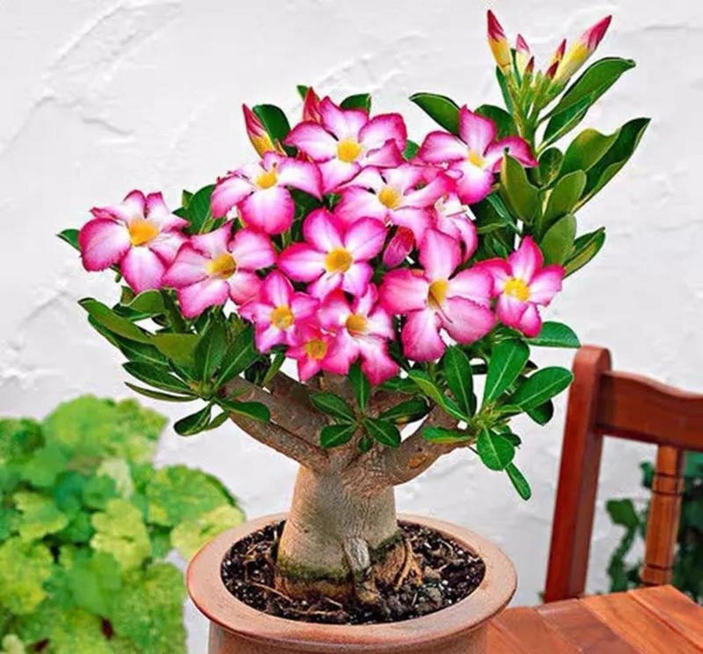 沙漠玫瑰又叫天宝花,原产非洲,条件适宜的话,一年四季都能花开不断,是