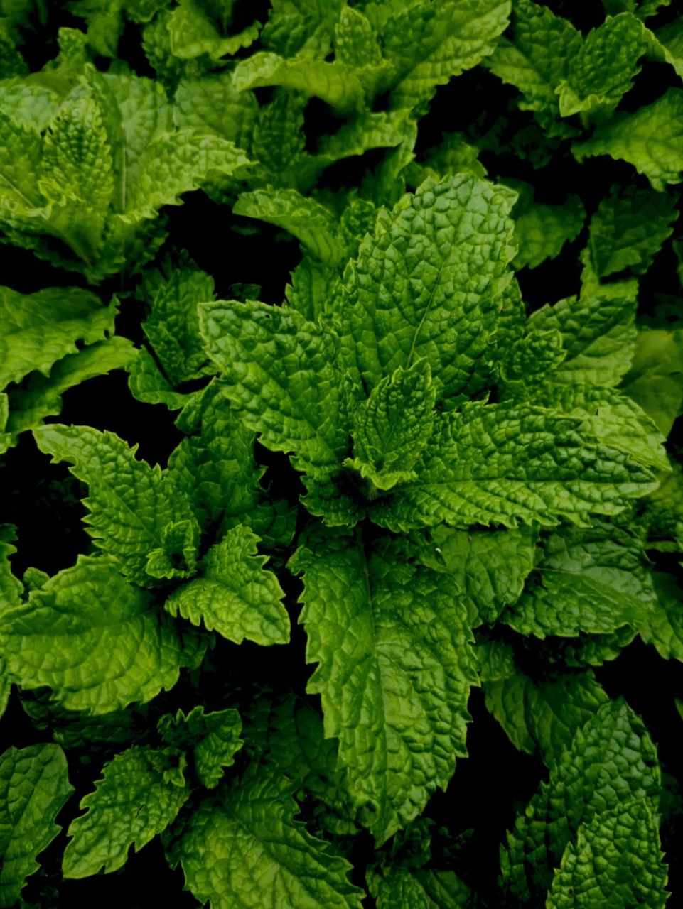 薄荷(学名:mentha)是一种广泛应用的草本植物,属于唇形科薄荷属.